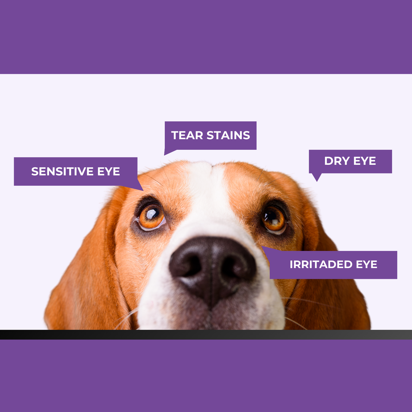 SHINY™ - Dog Eye Cleaning Pads (100pcs)