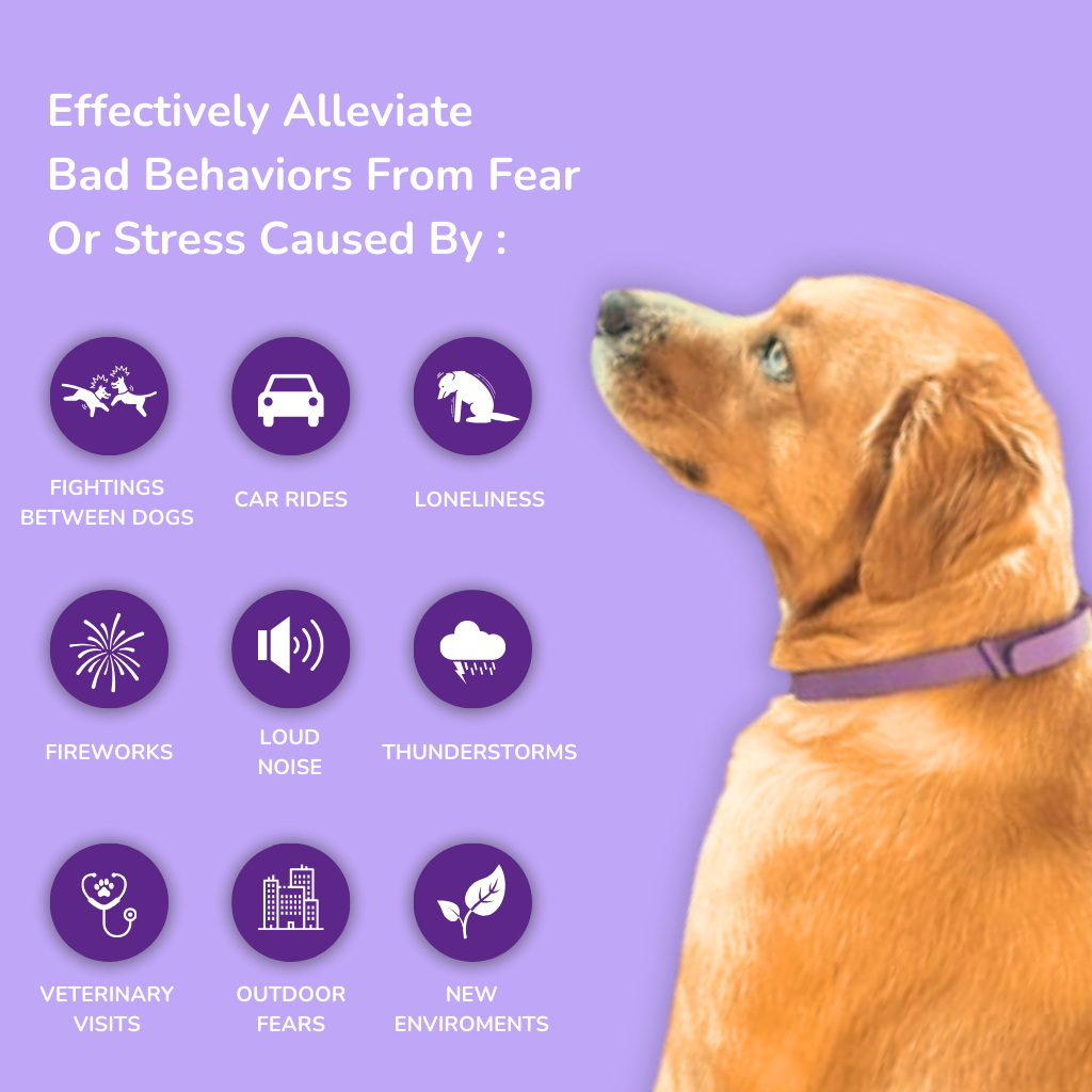 Solace™ Dogs - Pheromones Calming Collar