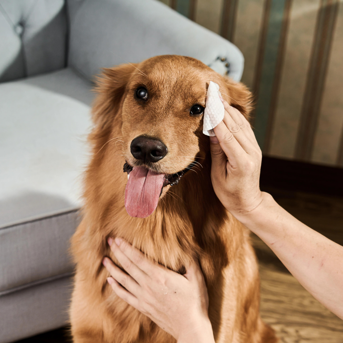 SHINY™ - Dog Eye Cleaning Pads (100pcs)