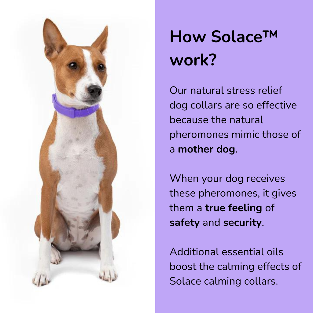 Solace™ Dogs - Pheromones Calming Collar