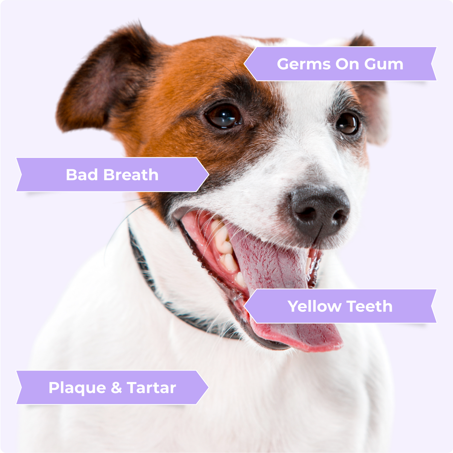 BRUSHY™ - Dog Dental Cleaning Finger Wipes
